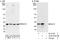 B-cell lymphoma/leukemia 10 antibody, A303-579A, Bethyl Labs, Immunoprecipitation image 