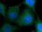Keratin 1 antibody, 16848-1-AP, Proteintech Group, Immunofluorescence image 