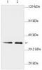 Prostaglandin G/H synthase 1 antibody, TA310046, Origene, Western Blot image 