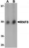 Ring Finger Protein 8 antibody, TA319765, Origene, Western Blot image 