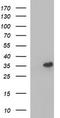 RNA Polymerase III Subunit G Like antibody, LS-C788331, Lifespan Biosciences, Western Blot image 