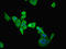 Electron Transfer Flavoprotein Dehydrogenase antibody, LS-C675730, Lifespan Biosciences, Immunofluorescence image 