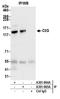 Rap Guanine Nucleotide Exchange Factor 1 antibody, A301-964A, Bethyl Labs, Immunoprecipitation image 