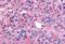 WNK1 antibody, MBS243840, MyBioSource, Immunohistochemistry paraffin image 