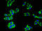 Calcium signal-modulating cyclophilin ligand antibody, LS-C669824, Lifespan Biosciences, Immunofluorescence image 