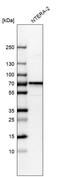 Cell Division Cycle Associated 7 Like antibody, HPA027169, Atlas Antibodies, Western Blot image 