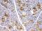 Peptidylprolyl Isomerase B antibody, A03229, Boster Biological Technology, Immunohistochemistry paraffin image 