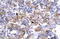 POU Class 1 Homeobox 1 antibody, orb324376, Biorbyt, Immunohistochemistry paraffin image 