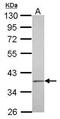 Immunoglobulin Binding Protein 1 antibody, PA5-29897, Invitrogen Antibodies, Western Blot image 