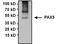 Paired box protein Pax-5 antibody, PA1-109, Invitrogen Antibodies, Immunoprecipitation image 