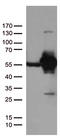 DExD-Box Helicase 39B antibody, TA812670, Origene, Western Blot image 