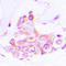 ATP synthase subunit d, mitochondrial antibody, LS-C358913, Lifespan Biosciences, Immunohistochemistry frozen image 