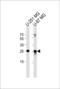 Vesicle Transport Through Interaction With T-SNAREs 1A antibody, LS-C160556, Lifespan Biosciences, Western Blot image 
