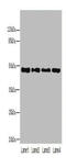 Pregnancy Specific Beta-1-Glycoprotein 6 antibody, A63242-100, Epigentek, Western Blot image 