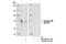 Yes Associated Protein 1 antibody, 4911S, Cell Signaling Technology, Western Blot image 