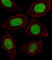 Homeobox protein engrailed-1 antibody, abx033297, Abbexa, Western Blot image 