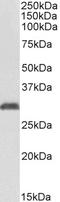 N-Acetyltransferase 1 antibody, LS-B10592, Lifespan Biosciences, Western Blot image 