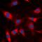 Caspase-13 antibody, orb74403, Biorbyt, Immunofluorescence image 