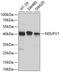 NADH:Ubiquinone Oxidoreductase Core Subunit V1 antibody, GTX33351, GeneTex, Western Blot image 