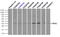 Replication Protein A2 antibody, LS-C114841, Lifespan Biosciences, Flow Cytometry image 