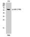 Serine/Threonine Kinase 11 antibody, A00217T189, Boster Biological Technology, Western Blot image 