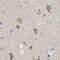 Zinc finger protein-like 1 antibody, PA5-53593, Invitrogen Antibodies, Immunohistochemistry frozen image 
