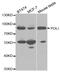 DNA Polymerase Iota antibody, TA332469, Origene, Western Blot image 
