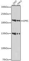 Bifunctional aminoacyl-tRNA synthetase antibody, LS-C750214, Lifespan Biosciences, Western Blot image 