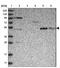 Sterile Alpha Motif Domain Containing 3 antibody, PA5-56031, Invitrogen Antibodies, Western Blot image 