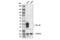 Chitinase 3 Like 1 antibody, 47066S, Cell Signaling Technology, Western Blot image 