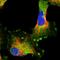 Harbinger Transposase Derived 1 antibody, HPA038671, Atlas Antibodies, Immunocytochemistry image 
