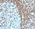 Intercellular Adhesion Molecule 3 antibody, V2138IHC-7ML, NSJ Bioreagents, Immunohistochemistry frozen image 