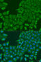 ATP Binding Cassette Subfamily F Member 2 antibody, 14-504, ProSci, Immunofluorescence image 