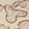 Oligoribonuclease, mitochondrial antibody, FNab07246, FineTest, Immunohistochemistry paraffin image 