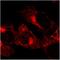 Solute Carrier Family 40 Member 1 antibody, orb3029, Biorbyt, Immunocytochemistry image 