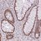 Zinc Finger RNA Binding Protein 2 antibody, HPA055678, Atlas Antibodies, Immunohistochemistry frozen image 