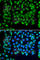 E3 ubiquitin-protein ligase RNF8 antibody, A7302, ABclonal Technology, Immunofluorescence image 