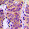 Phospholipase C Gamma 1 antibody, LS-C352669, Lifespan Biosciences, Immunohistochemistry frozen image 