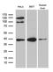 Mitochondrial import receptor subunit TOM40 homolog antibody, LS-C796190, Lifespan Biosciences, Western Blot image 