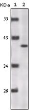 Cyclin-dependent kinase inhibitor 2A, isoform 1 antibody, 32-172, ProSci, Enzyme Linked Immunosorbent Assay image 