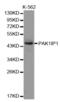 PAK1 Interacting Protein 1 antibody, abx003642, Abbexa, Western Blot image 