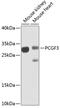 Polycomb group RING finger protein 3 antibody, 22-956, ProSci, Western Blot image 