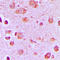 Synaptotagmin 1 antibody, LS-C354267, Lifespan Biosciences, Immunohistochemistry paraffin image 