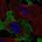 NKG2-C type II integral membrane protein antibody, NBP2-58380, Novus Biologicals, Immunofluorescence image 