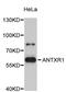ANTXR Cell Adhesion Molecule 1 antibody, abx126826, Abbexa, Western Blot image 