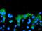 Transmembrane Protein 230 antibody, NBP2-03751, Novus Biologicals, Immunocytochemistry image 