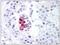 NAK antibody, AM08296PU-N, Origene, Immunohistochemistry frozen image 