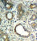 PTPN11 antibody, abx000486, Abbexa, Western Blot image 