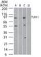 TLR11 antibody, NB100-56742, Novus Biologicals, Western Blot image 