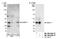 ZW10 Interacting Kinetochore Protein antibody, NB100-2364, Novus Biologicals, Western Blot image 